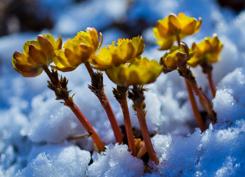 长白山上，坚韧的冰凌花开是春天
