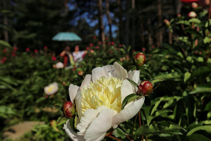 长白山高山牡丹园开园迎客